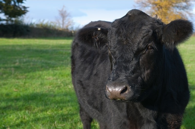 Beef Angus Stauberhof